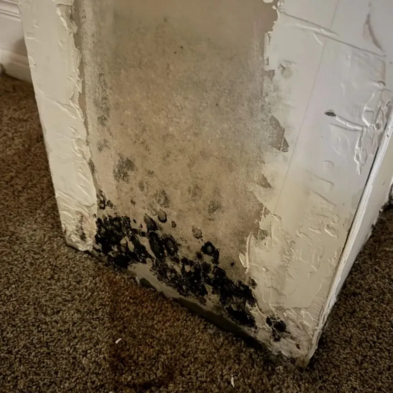 Professional Mold Removal in Knox County, NE